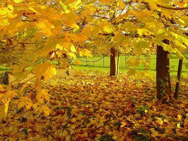 Dapper´s Herbstzauber