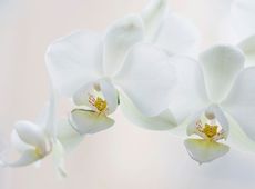 Yoga & Detox Retreat mit Kathleen Kloss