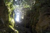 Im Wald