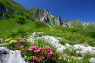  ...not only in nature - with nature we live.Step into the world of marigold, chamomile and Co.