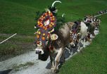 Hintertuxer Oktoberfest mit Almabtrieb