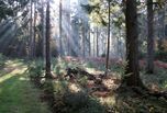 wald_kenners_landlust1.jpg