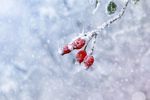 Schnee.Schnuppern