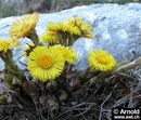 On the track of the spring