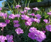 Bergsommer - Quicki