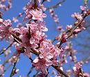Frühling auf dem Darß