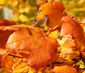 golden fall