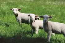 BergFrühling | 3 ÜN