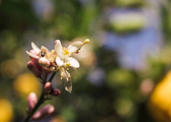 Nachhaltigkeit - Casa di Melo