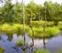 Lüneburger Heide